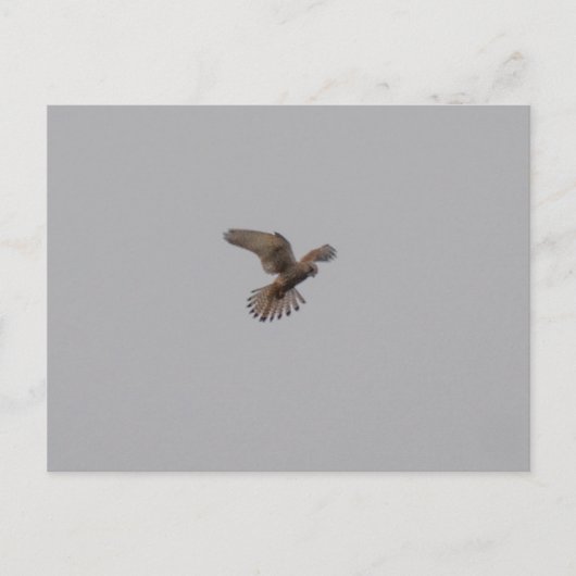 Turmfalke Postkarte (Vorderseite)