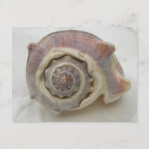 Turmspirale Kronenschnecke Fotografie Postkarte