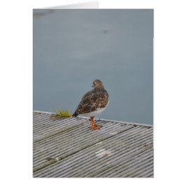 Turnstone