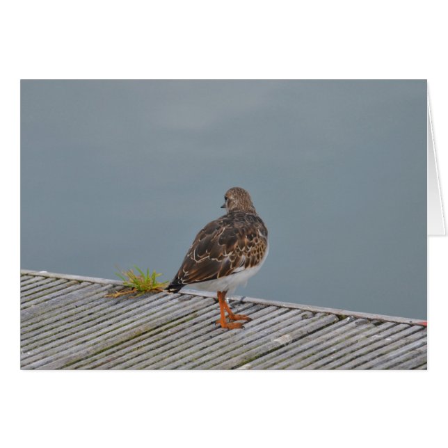 Turnstone (Vorderseite (Horizontal))