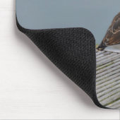 Turnstone Mousepad (Ecke)