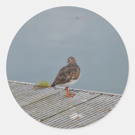 Turnstone Runder Aufkleber (Vorderseite)