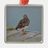 Turnstone Silbernes Ornament (Vorne)