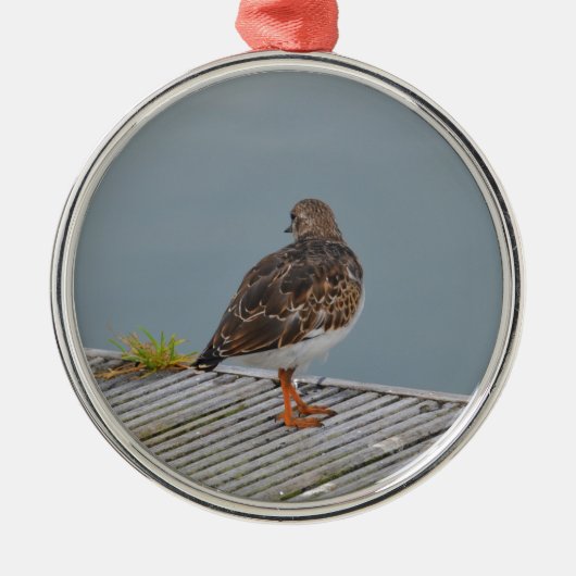 Turnstone Silbernes Ornament (Vorne)