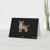 Turntable Tabby Faltkarte Karte (Rückseite)