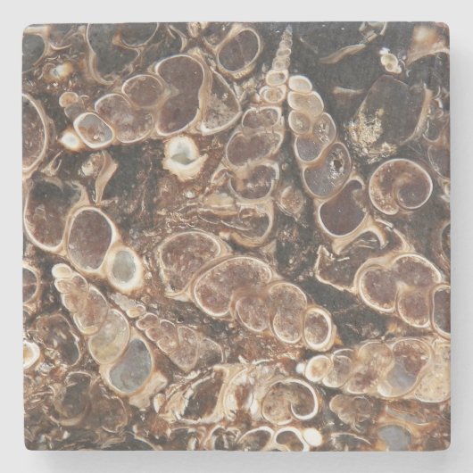 Turritella Agate Fossils Stone Untersetzer (Vorderseite)