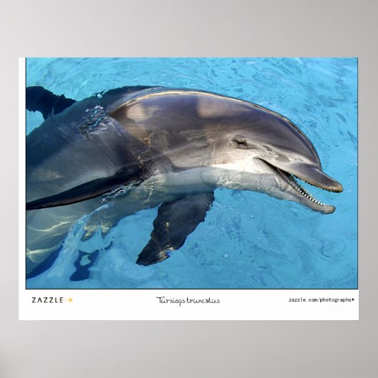 Tursiops Truncatus Poster (Vorne)