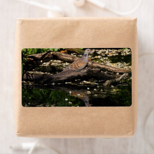 Turteltaube (Insitu)