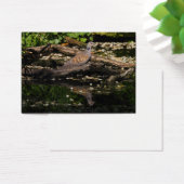 Turteltaube (Schreibtisch)