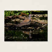 Turteltaube (Vorderseite)