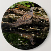 Turteltaube Button (Vorderseite)