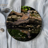 Turteltaube Button (Beispiel)