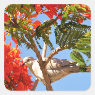 Turteltaube in einem blühenden Baum Quadratischer Aufkleber