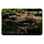 Turteltaube Magnet (Horizontal)