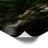 Turteltaube Poster (Ecke)