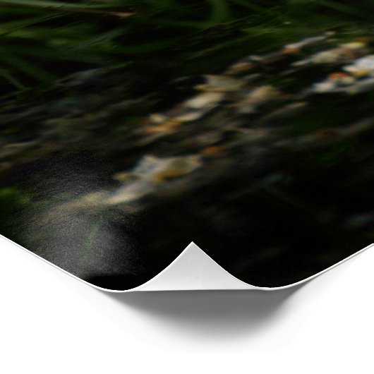 Turteltaube Poster (Ecke)