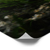 Turteltaube Poster (Ecke)