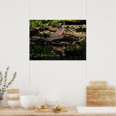 Turteltaube Poster (Küche)