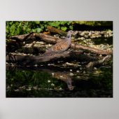 Turteltaube Poster (Vorne)