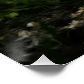 Turteltaube Poster (Ecke)