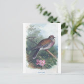 Turteltaube Postkarte (Stehend Vorderseite)