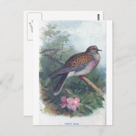 Turteltaube Postkarte (Vorne/Hinten)