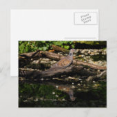 Turteltaube Postkarte (Vorne/Hinten)