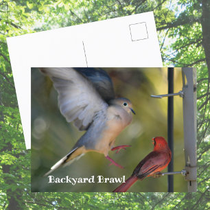 Turteltaube und Kardinal im Hinterhofstreit Postkarte