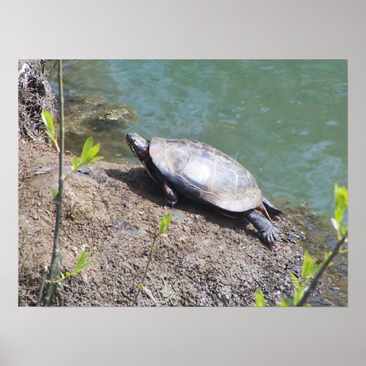 Turtle2 Poster (Vorne)