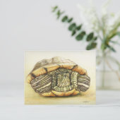"Turtle" Art Reproduction Postcard Postkarte (Stehend Vorderseite)