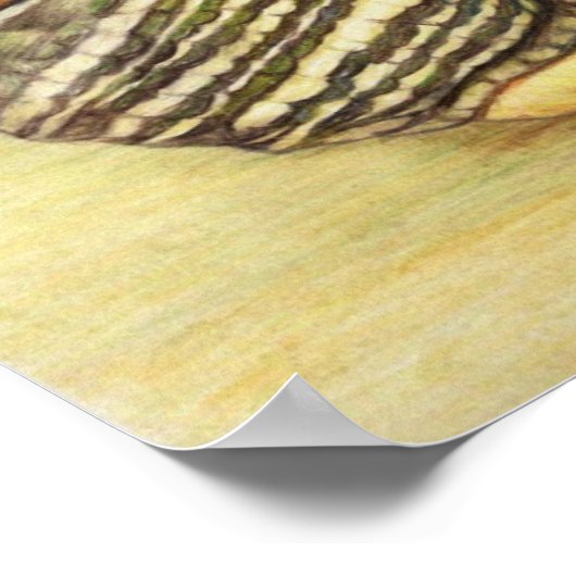 "Turtle" Art Reproduction Print Poster (Ecke)