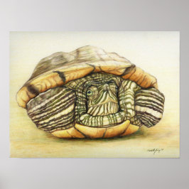 "Turtle" Art Reproduction Print Poster