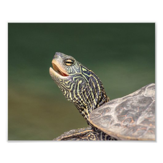 Turtle auf dem LaChute River Fotodruck (Vorne)