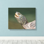 Turtle auf dem LaChute River Leinwanddruck (Insitu (Holzboden))
