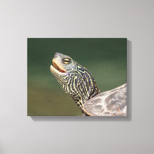 Turtle auf dem LaChute River Leinwanddruck (Vorderseite)
