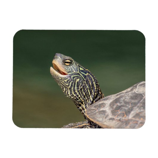 Turtle auf dem LaChute River Magnet (Horizontal)
