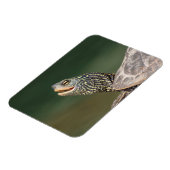 Turtle auf dem LaChute River Magnet (Linke Seite)