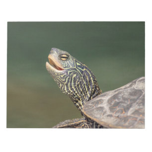 Turtle auf dem LaChute River Notizblock