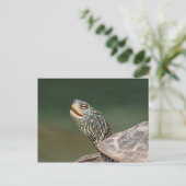 Turtle auf dem LaChute River Postkarte (Stehend Vorderseite)