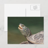 Turtle auf dem LaChute River Postkarte (Vorne/Hinten)