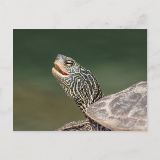 Turtle auf dem LaChute River Postkarte (Vorderseite)