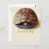 Turtle by JerseyFawn Postkarte (Vorne/Hinten)