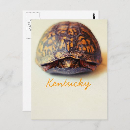 Turtle by JerseyFawn Postkarte (Vorne/Hinten)