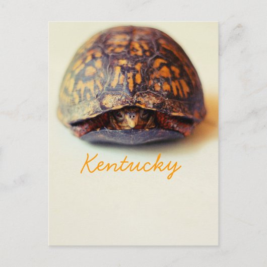 Turtle by JerseyFawn Postkarte (Vorderseite)