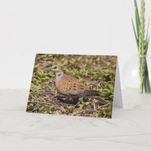 Turtle Dove Greeting Card Karte
