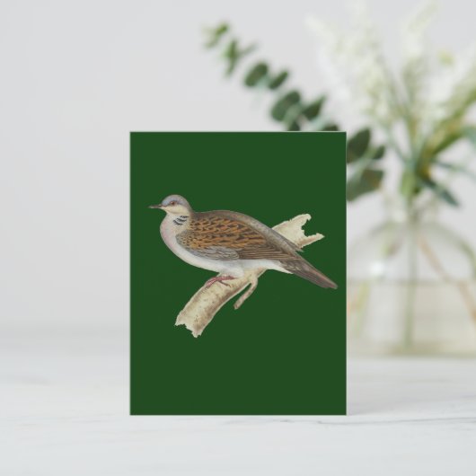 Turtle Dove Postkarte (Stehend Vorderseite)