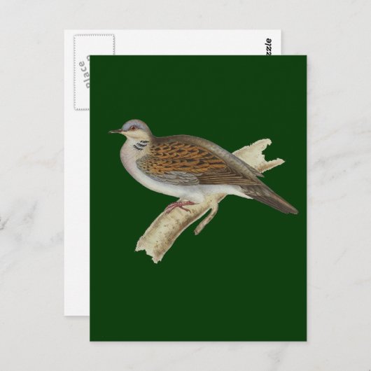 Turtle Dove Postkarte (Vorne/Hinten)
