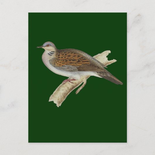 Turtle Dove Postkarte (Vorderseite)
