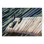 Turtle-Erholung (Vorderseite (Horizontal))