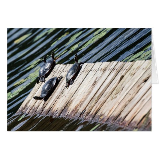 Turtle-Erholung (Vorderseite (Horizontal))